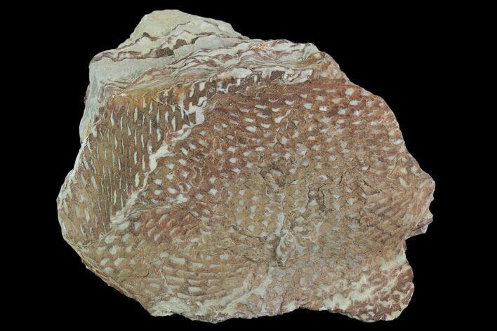 Ordovician Graptolite (Araneograptus) Plate - Morocco #126414